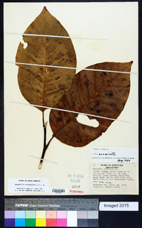 Magnolia acuminata image