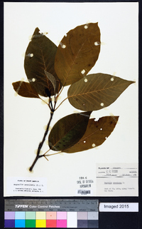 Magnolia acuminata image