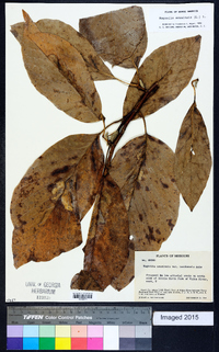 Magnolia acuminata image