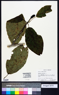 Magnolia acuminata image