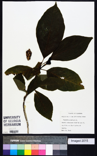 Magnolia acuminata image