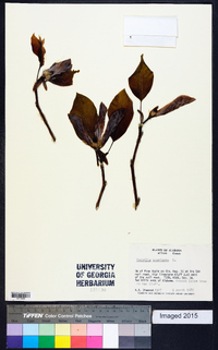 Magnolia acuminata image