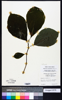 Magnolia acuminata image