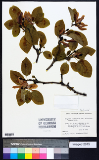 Magnolia acuminata image