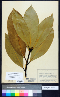 Magnolia grandiflora image