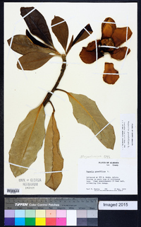 Magnolia grandiflora image