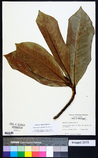 Magnolia grandiflora image