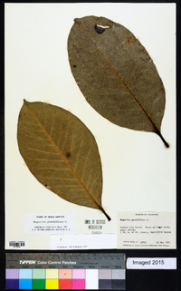 Magnolia grandiflora image