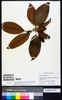 Magnolia grandiflora image