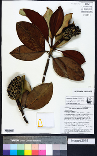 Magnolia grandiflora image