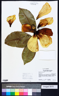 Magnolia grandiflora image