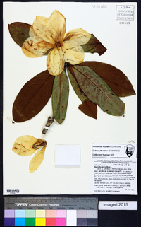 Magnolia grandiflora image