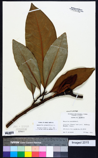 Magnolia grandiflora image