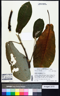 Magnolia macrophylla image