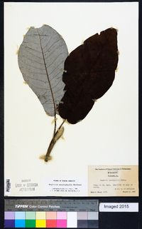 Magnolia macrophylla image