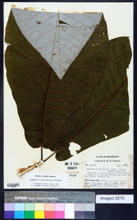 Magnolia macrophylla image