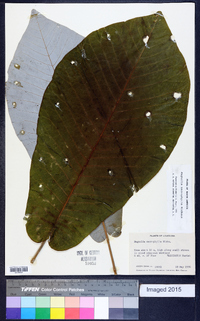 Magnolia macrophylla image