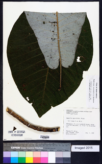 Magnolia macrophylla image