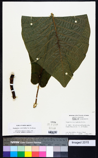 Magnolia macrophylla image