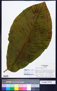 Magnolia macrophylla image