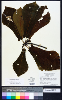 Magnolia pyramidata image