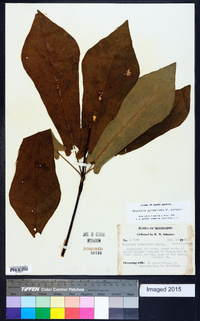 Magnolia pyramidata image