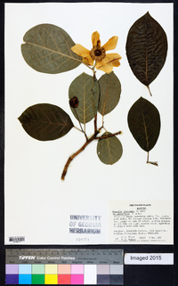 Magnolia sieboldii image