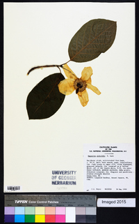 Magnolia sieboldii image