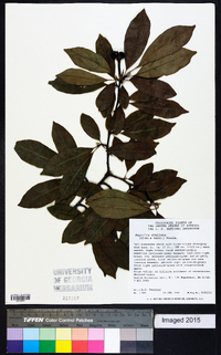 Magnolia stellata image