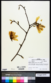 Magnolia stellata image