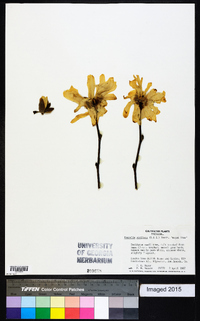 Magnolia stellata image