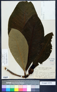 Magnolia tripetala image