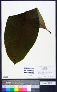 Magnolia tripetala image