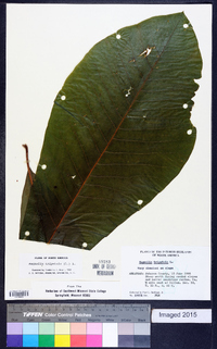 Magnolia tripetala image