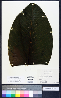 Magnolia tripetala image