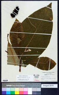 Magnolia tripetala image