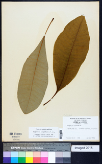 Magnolia tripetala image