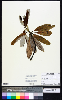 Magnolia virginiana image