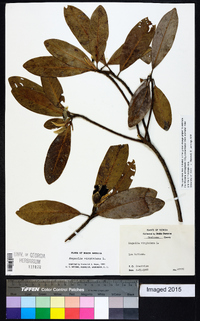 Magnolia virginiana image