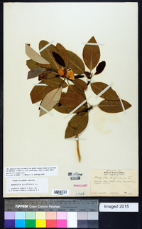 Magnolia virginiana image