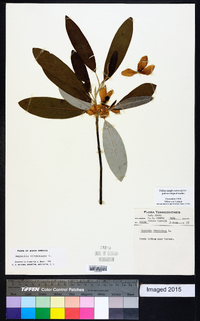 Magnolia virginiana image