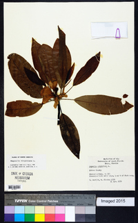 Magnolia virginiana image