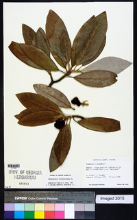 Magnolia virginiana image