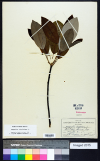 Magnolia virginiana image