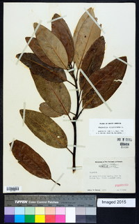 Magnolia virginiana image