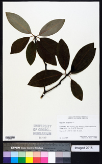 Magnolia virginiana image