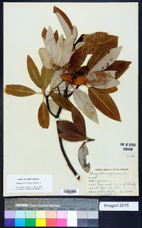 Magnolia virginiana image