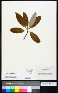 Magnolia virginiana image