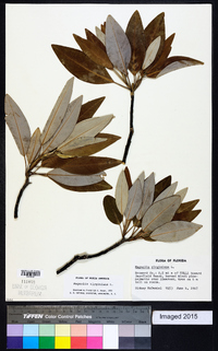 Magnolia virginiana image