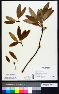 Magnolia virginiana image